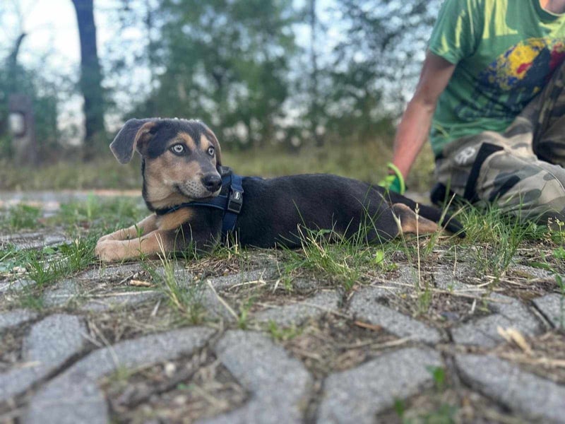 Luna, 4 Monate, 30cm sucht sicheres Zuhause