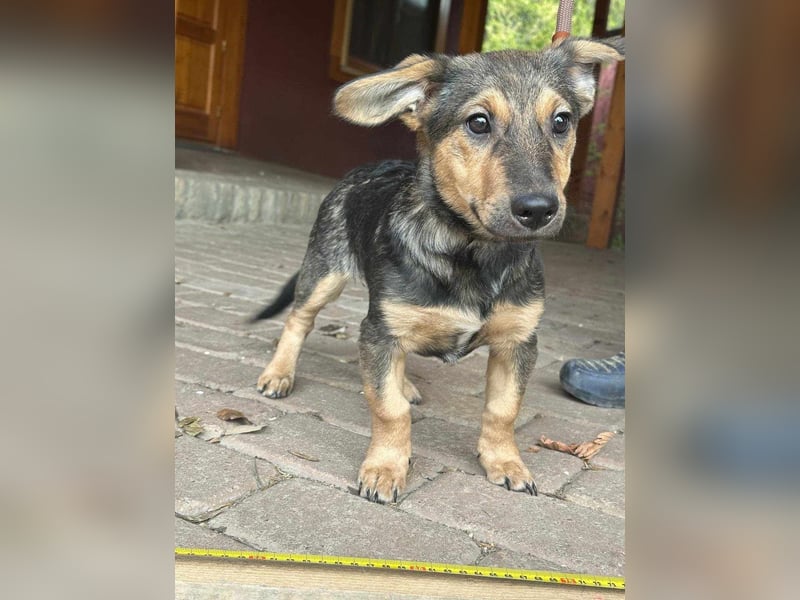 Lucy, geboren 10.12.2024, 31cm sucht ihre Menschen