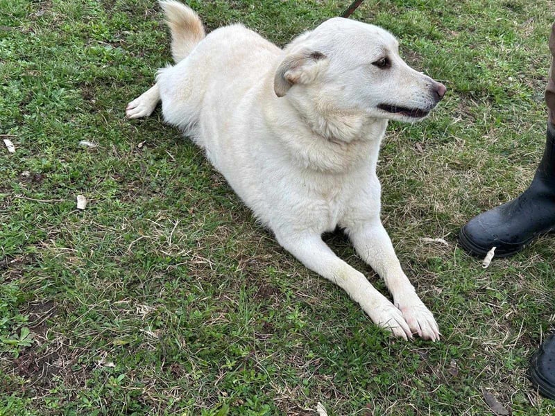 Fibi, geboren 01.06.2021, 50cm sucht ihr Körbchen