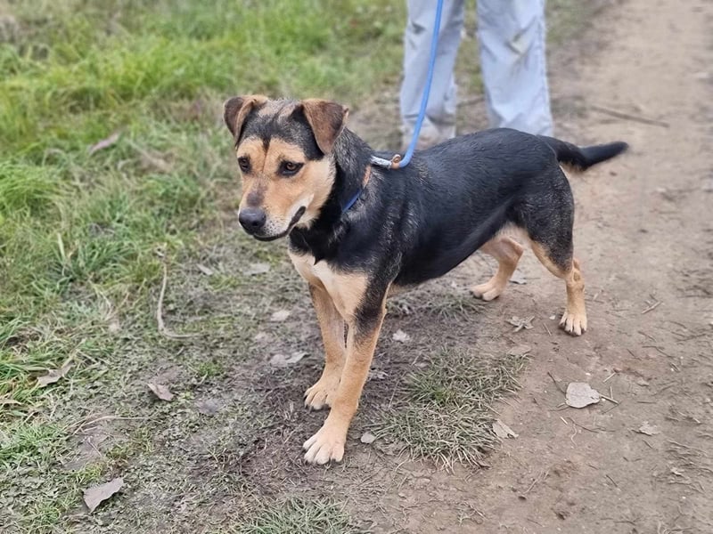 Zelda, geb. 05/2022, 53 cm, wünscht sich ein Körbchen