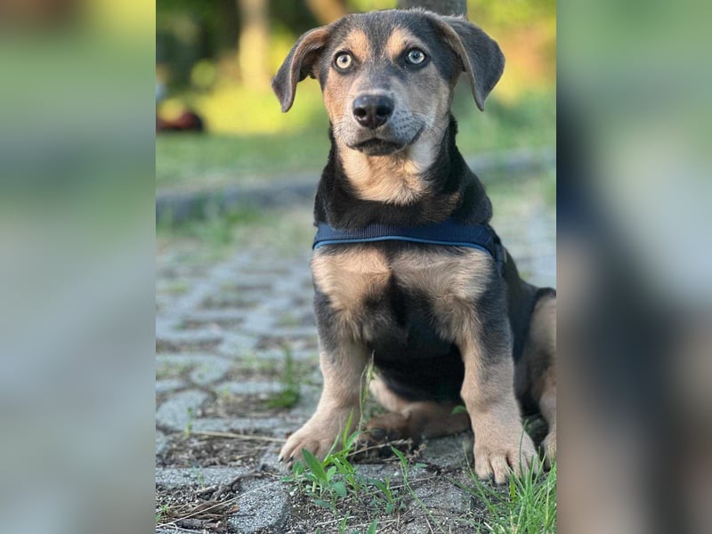 Luna, 4 Monate, 30cm sucht sicheres Zuhause