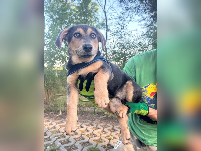 Luna, 4 Monate, 30cm sucht sicheres Zuhause
