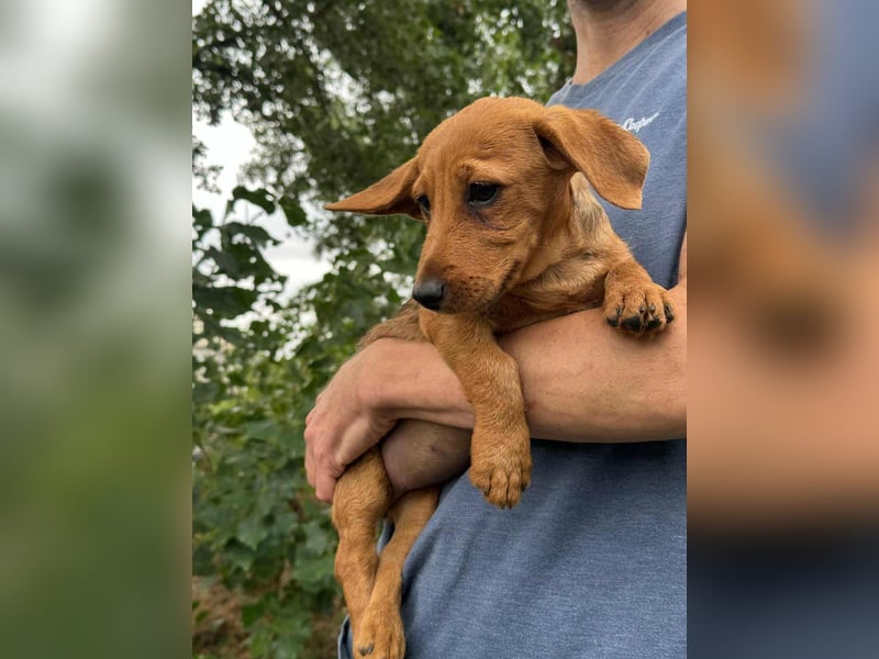 Sari, geboren 02.07.2025 sucht ihre Chance