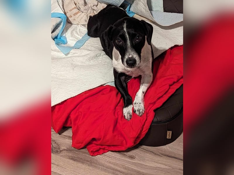 Luca, geb. 04.04.2019, 35 cm, wartet so sehr auf ein eigenes Körbchen
