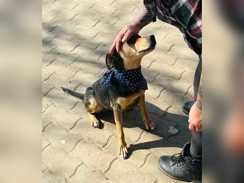 Shiva, ca. 4 Jahre jung, 40 cm, wartet auf ein tolles Hundeleben