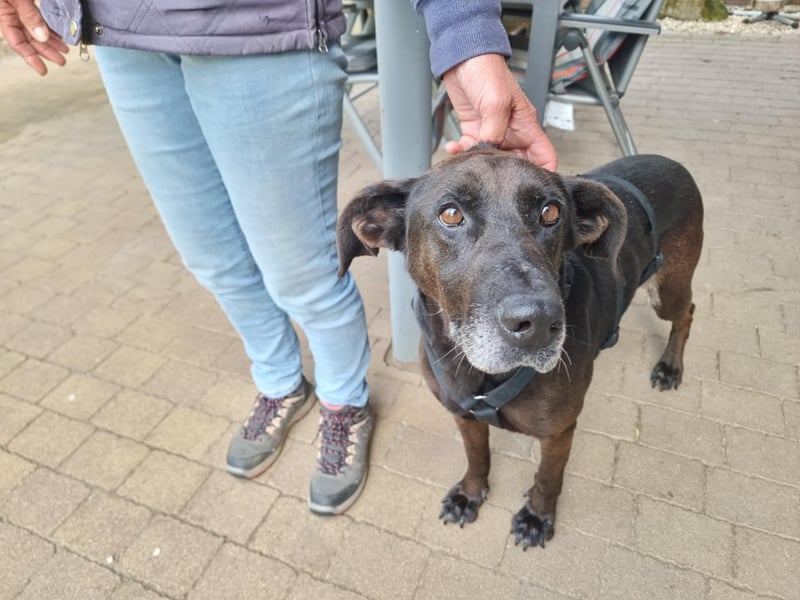 Dolly, geboren 30.12.2015, 60cm sucht ihr Zuhause (auf Pflegestelle in Deutschland)