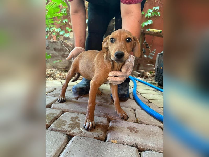 Milla, geboren 25.03.2025, 29cm sucht ihre Menschen