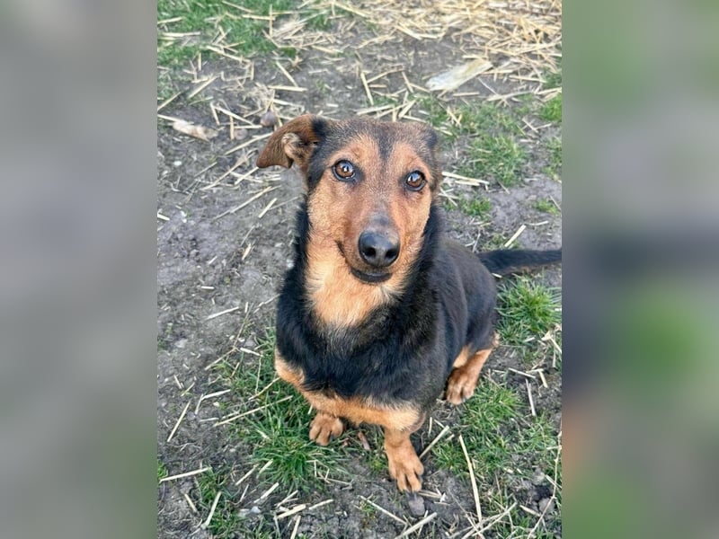 Frida, 10.05.2019 geboren, 31 cm sucht ihre Menschen