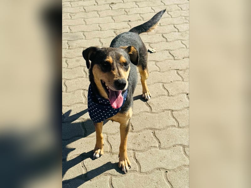 Shiva, ca. 4 Jahre jung, 40 cm, wartet auf ein tolles Hundeleben