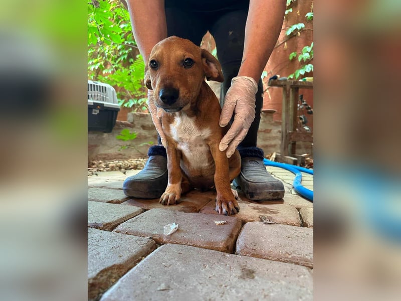 Mandy, geboren 25.03.2025, 29cm sucht ihr Zuhause