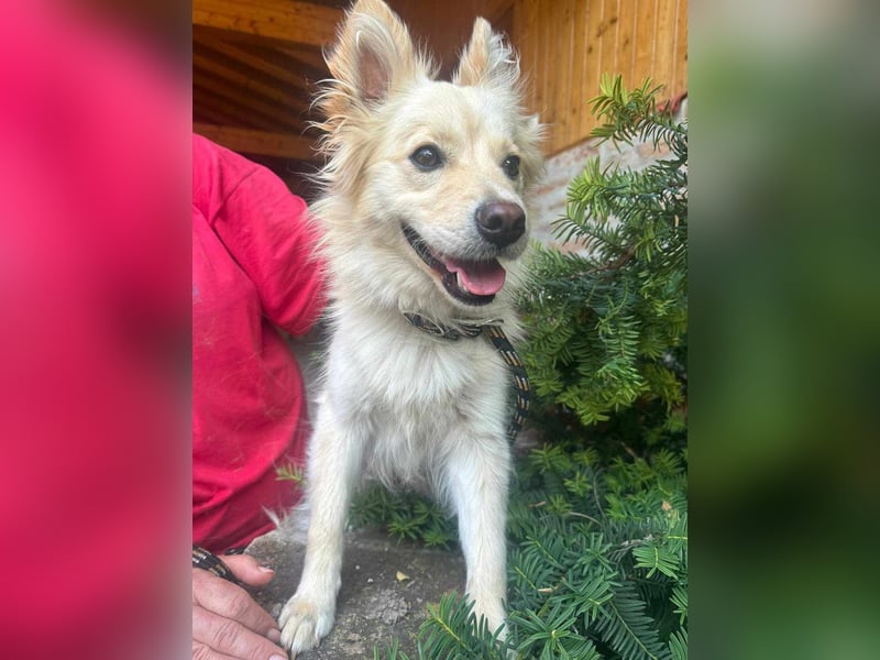 Jazmin, geboren 28.05.2024, 40cm sucht ihre Leute