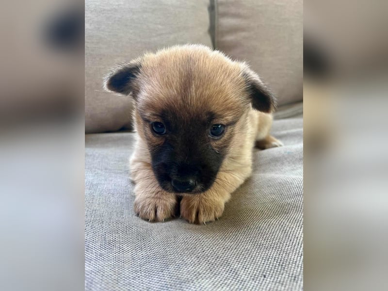 Lili, 8 Wochen sucht ihr Zuhause