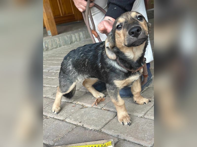 Lucy, geboren 10.12.2024, 31cm sucht ihre Menschen