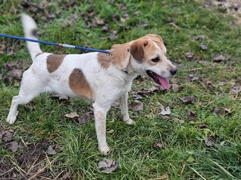 Csuporka, geb. 06/2023, 44 cm, sucht sehnsüchtig ihre Familie