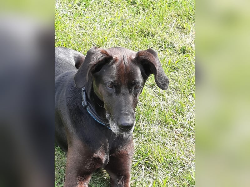 Dolly, geboren 30.12.2015, 60cm sucht ihr Zuhause (auf Pflegestelle in Deutschland)