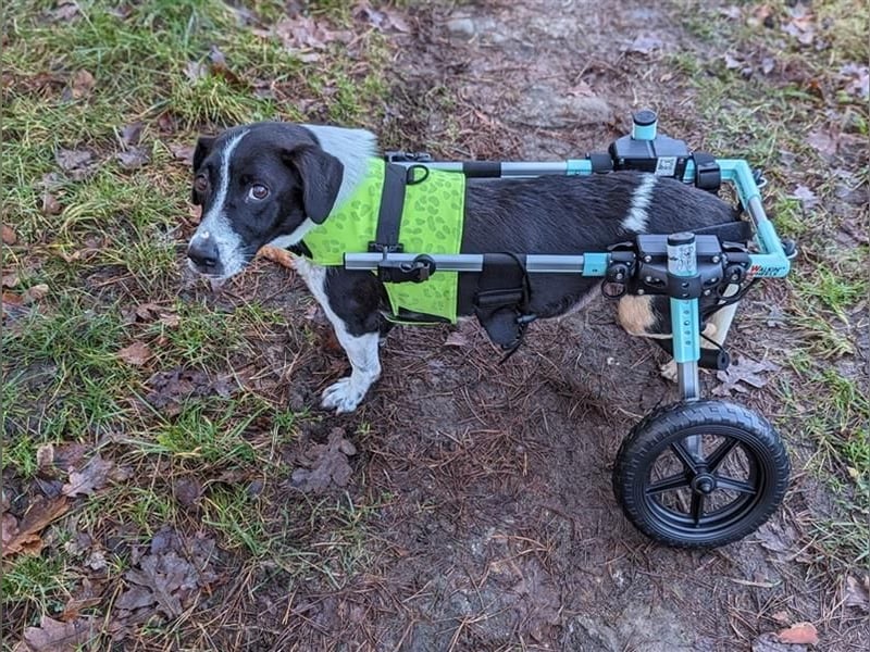 Luca, geb. 04.04.2019, 35 cm, wartet so sehr auf ein eigenes Körbchen