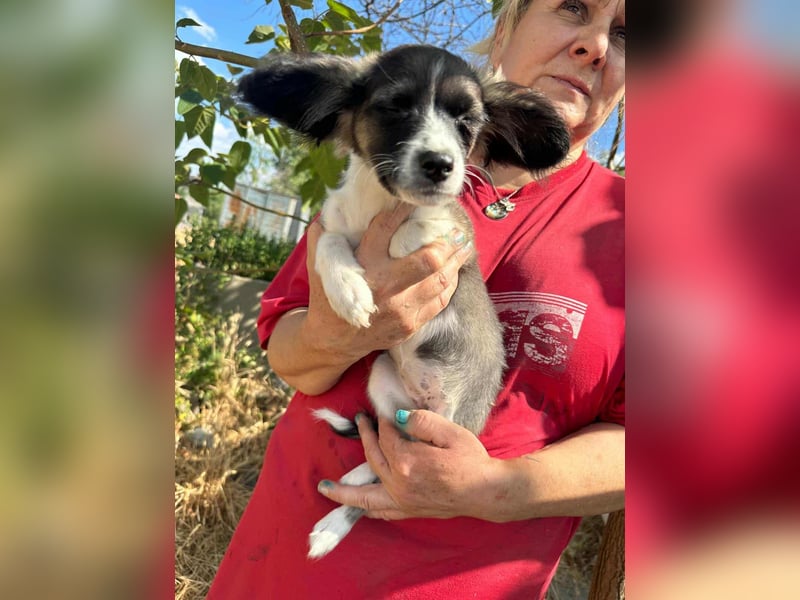Letty, geboren 30.03.2025, 24cm sucht ihr Zuhause
