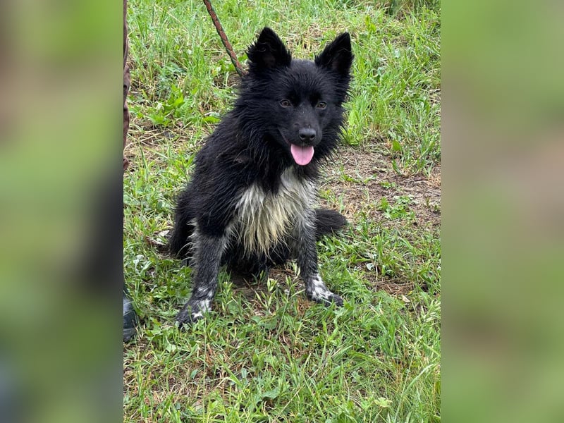 Zoya, geboren 25.09.2024, 40cm sucht ihr Zuhause