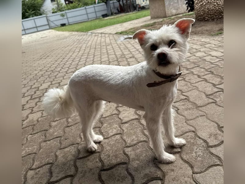 Lilu, geboren 09.04.2024, 40cm sucht ihre Menschen
