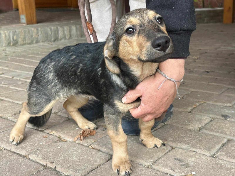 Lucy, geboren 10.12.2024, 31cm sucht ihre Menschen
