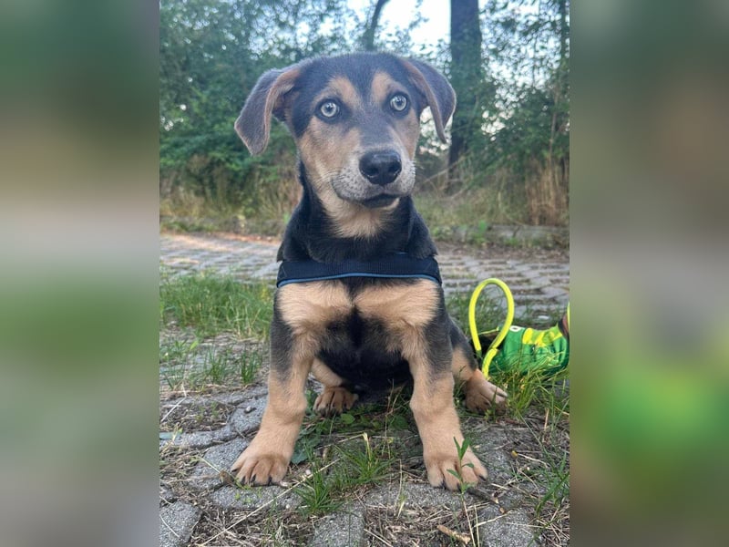 Luna, 4 Monate, 30cm sucht sicheres Zuhause