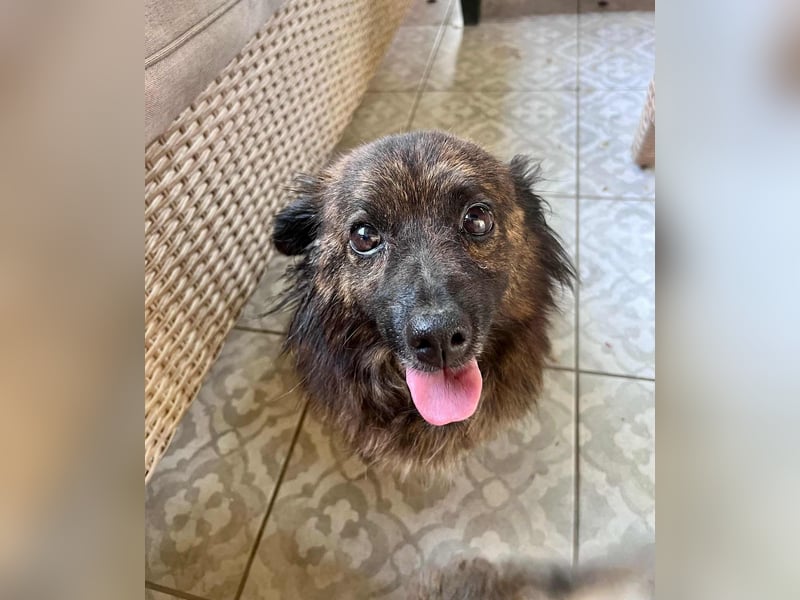 Maci, 8 Jahre, 25cm sucht Geborgenheit
