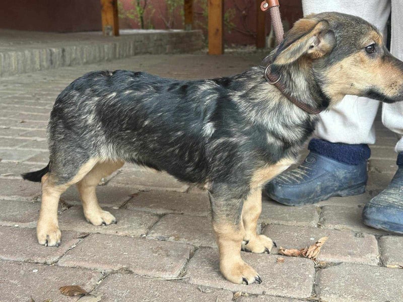 Lucy, geboren 10.12.2024, 31cm sucht ihre Menschen