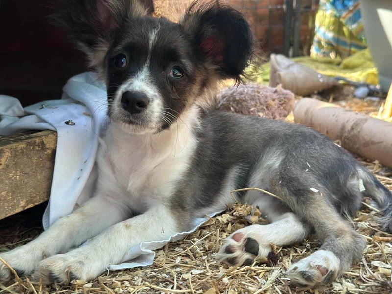 Letty, geboren 30.03.2025, 24cm sucht ihr Zuhause