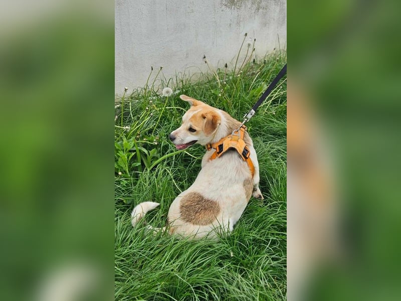 Csuporka, geb. 06/2023, 44 cm, sucht sehnsüchtig ihre Familie