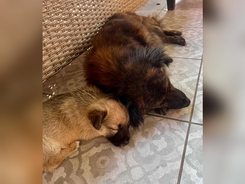 Lili, 8 Wochen sucht ihr Zuhause