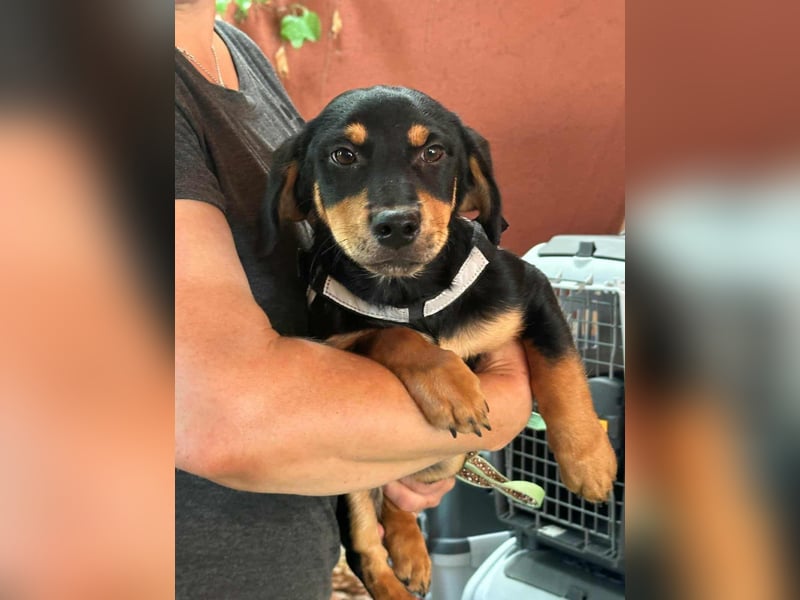 Jessica, geboren 06.04.2025, 30cm sucht liebvolles Zuhause