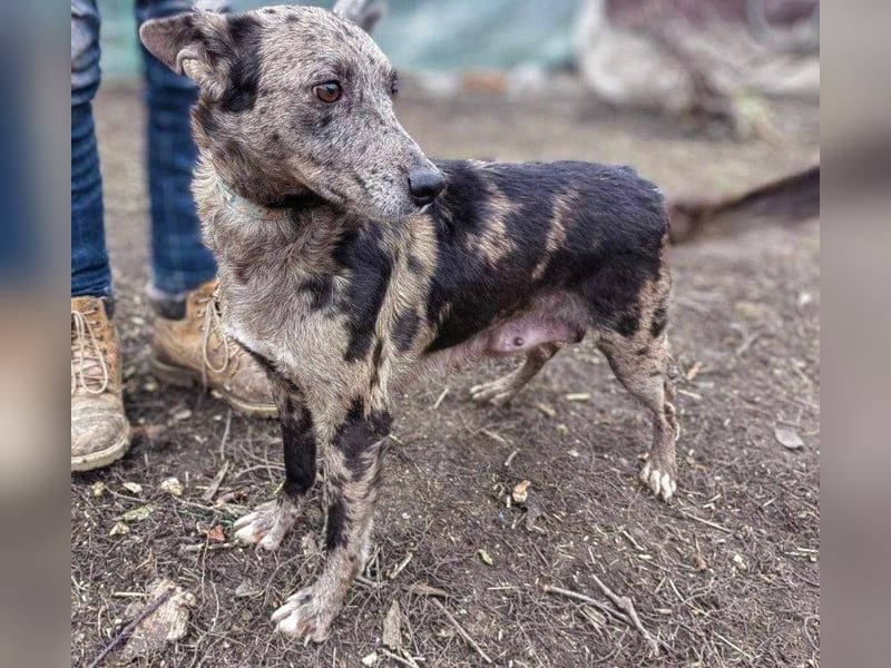 Amanda, geb. 14.02.2022, 50 cm, wünscht sich ein glückliches Hundeleben