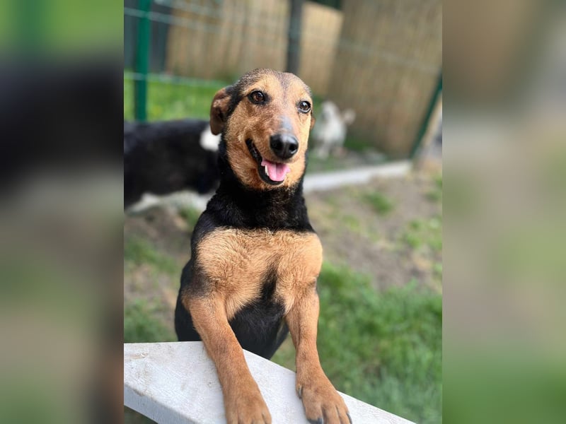 Frida, 10.05.2019 geboren, 31 cm sucht ihre Menschen