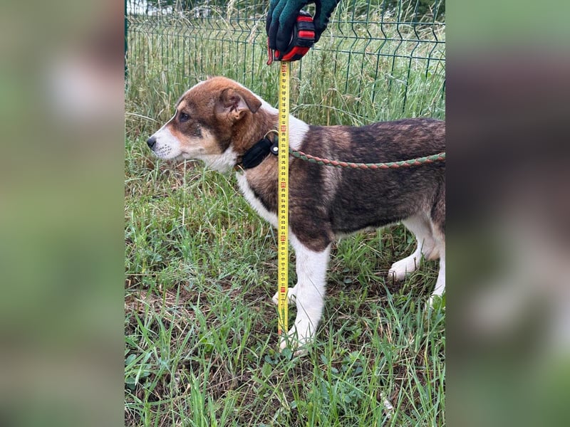 Skada, geboren 10.01.2025, 40cm sucht ihr Zuhause
