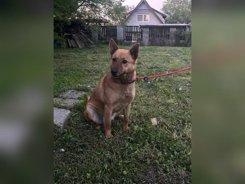 Fanny, 1,5 Jahre, 50cm sucht tierliebe Menschen