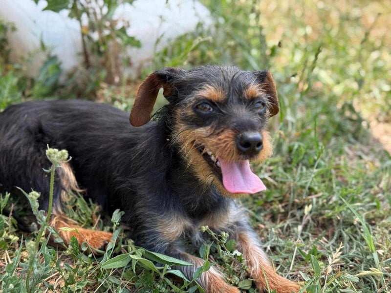 Lili. geboren 01.11.2024, 25cm sucht ihr Körbchen