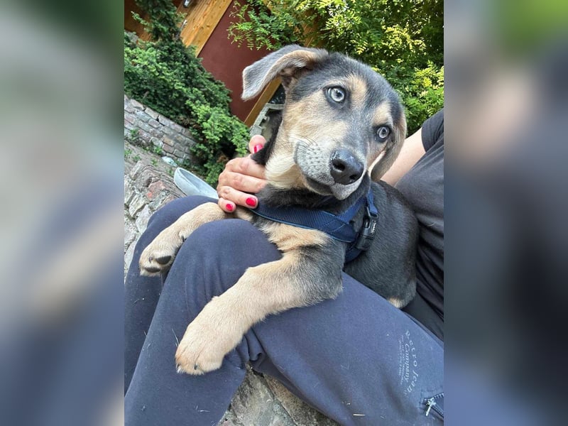 Luna, 4 Monate, 30cm sucht sicheres Zuhause