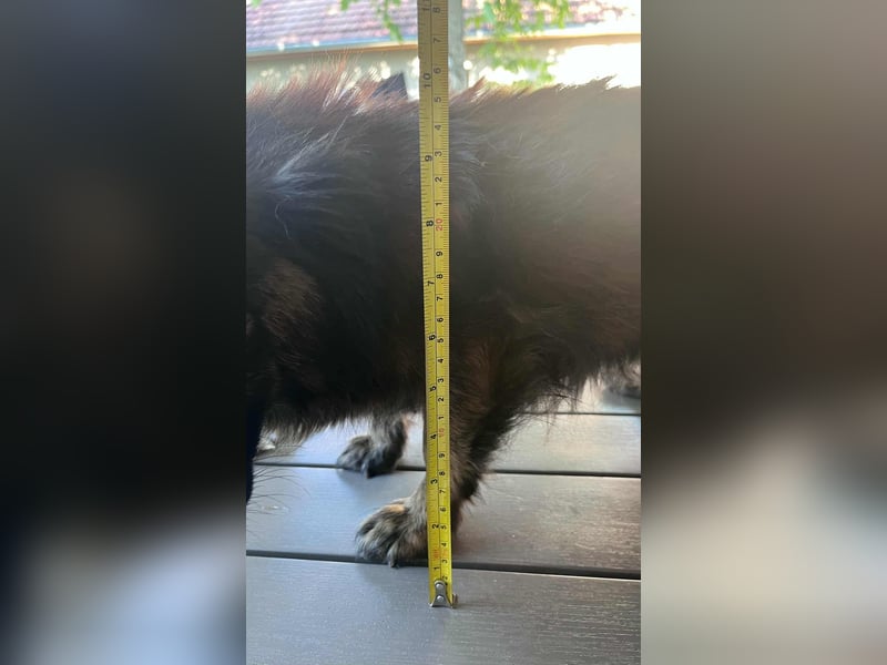 Maci, 8 Jahre, 25cm sucht Geborgenheit