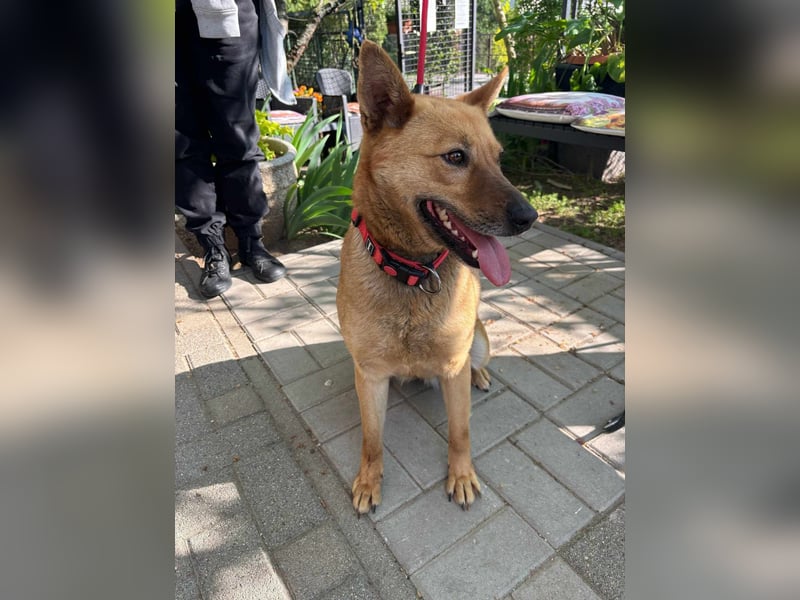 Fanny, 1,5 Jahre, 50cm sucht tierliebe Menschen