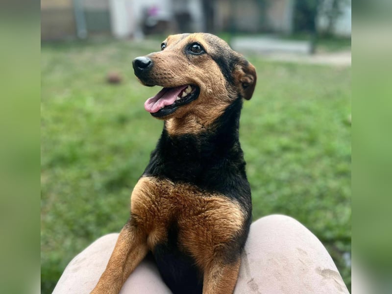 Frida, 10.05.2019 geboren, 31 cm sucht ihre Menschen