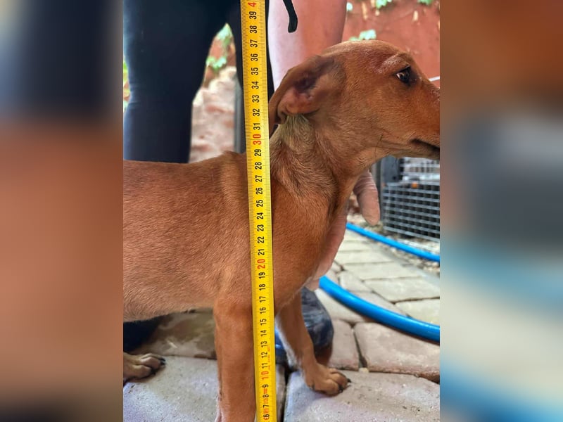 Milla, geboren 25.03.2025, 29cm sucht ihre Menschen