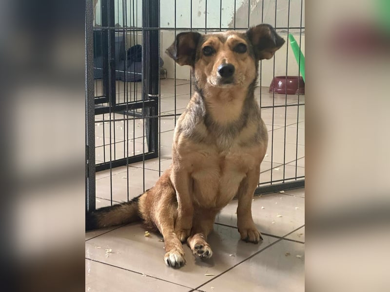 Bambi, geboren 2020 sucht tierliebe Menschen