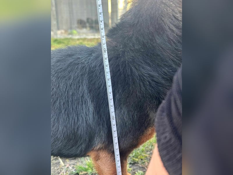 Frida, 10.05.2019 geboren, 31 cm sucht ihre Menschen