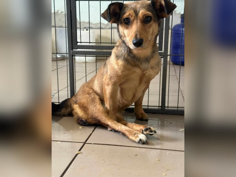 Bambi, geboren 2020 sucht tierliebe Menschen