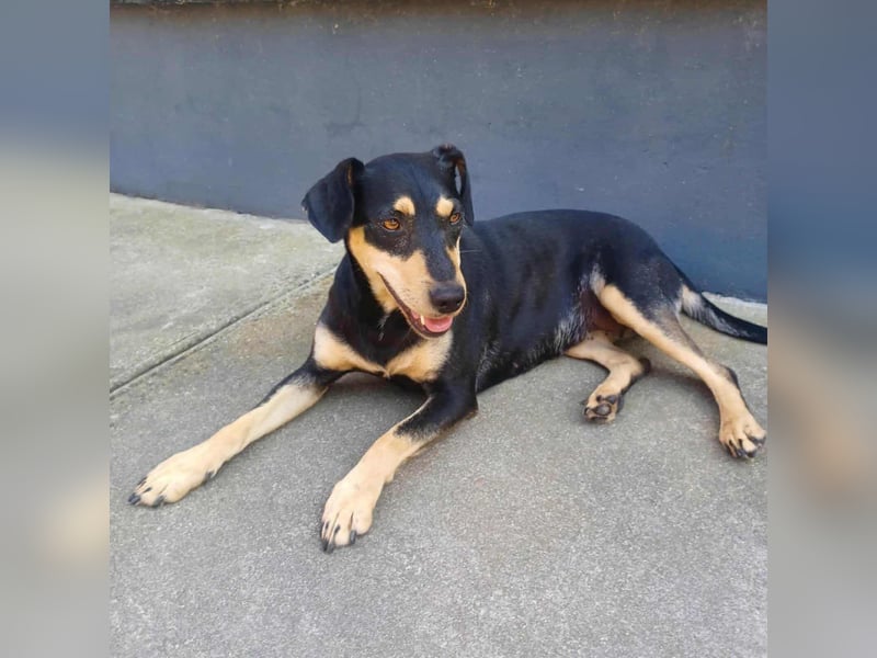 Bella, geboren 05.07.2022, 42cm sucht ihr Zuhause