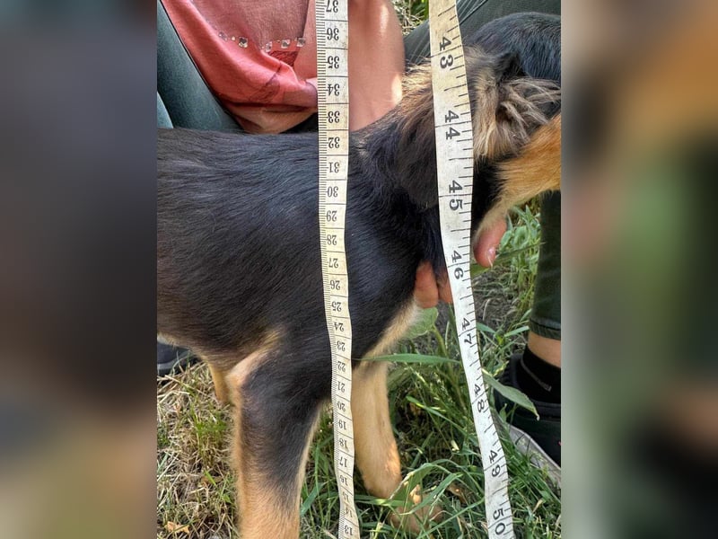 Cassie, geboren 03.2025, 31cm sucht ihre Menschen