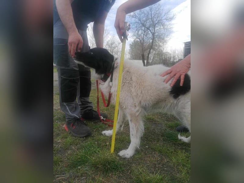 Monn, geboren 2021, 60cm sucht ihr Körbchen