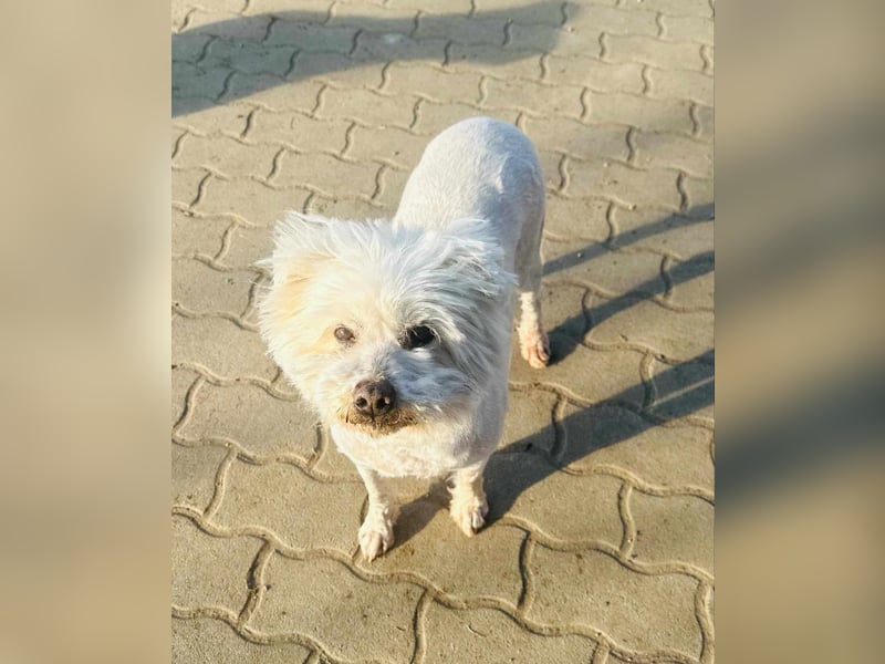 Pihe, geb. 15.03.2020, 45 cm, wartet auf ihre Chance glücklich zu werden