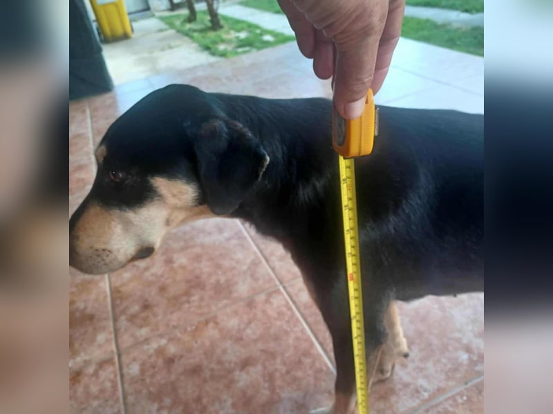 Bella, geboren 05.07.2022, 42cm sucht ihr Zuhause