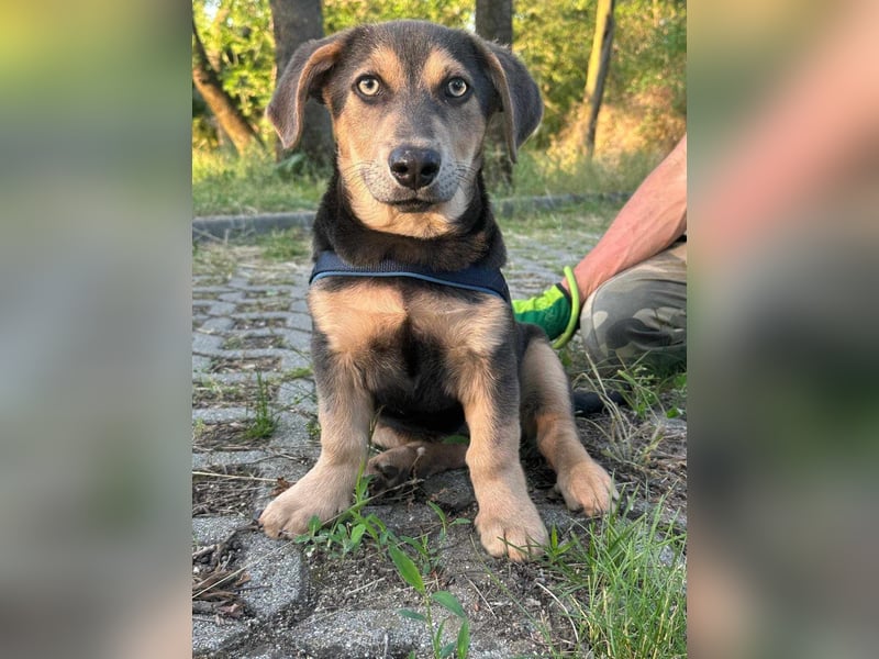 Luna, 4 Monate, 30cm sucht sicheres Zuhause